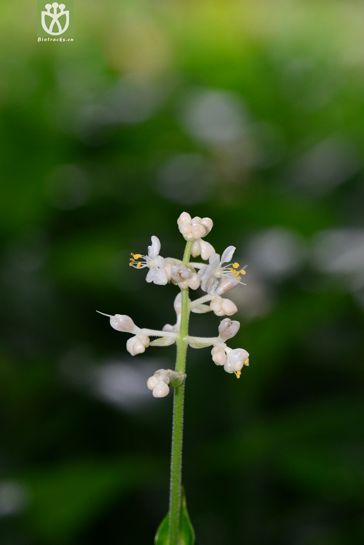 杜若(pollia japonica(0.jpg 相邻时间拍摄的照片 张