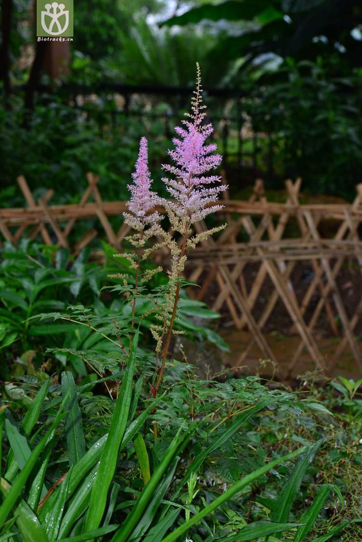 45% 大落新妇(astilbe grandis) (0).jpg 相邻时间拍摄的照片 共 30张