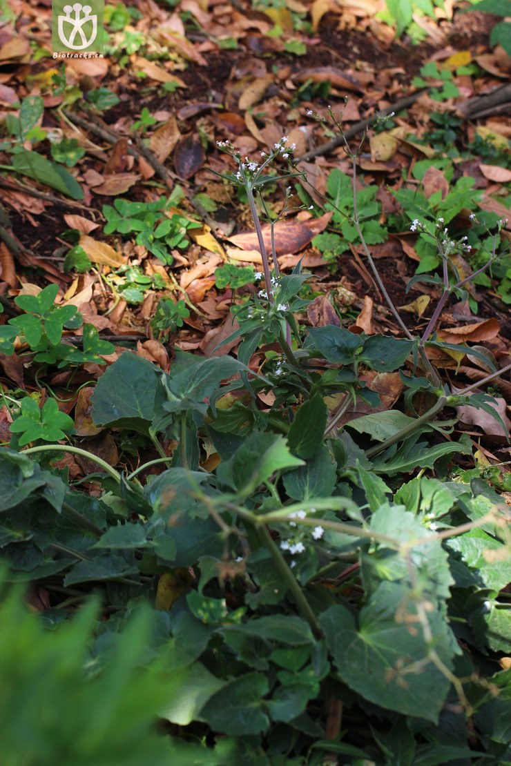 图片信息-kingdonia-植物云数据