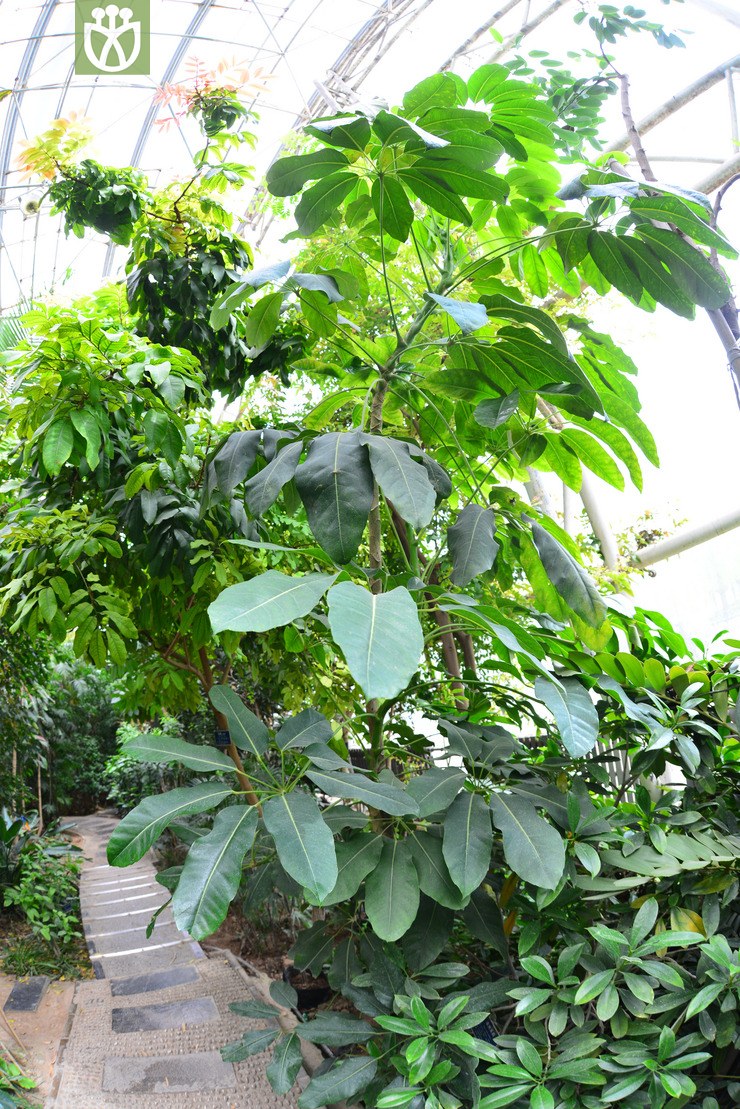 辐叶鹅掌柴(schefflera actinophylla) (1).