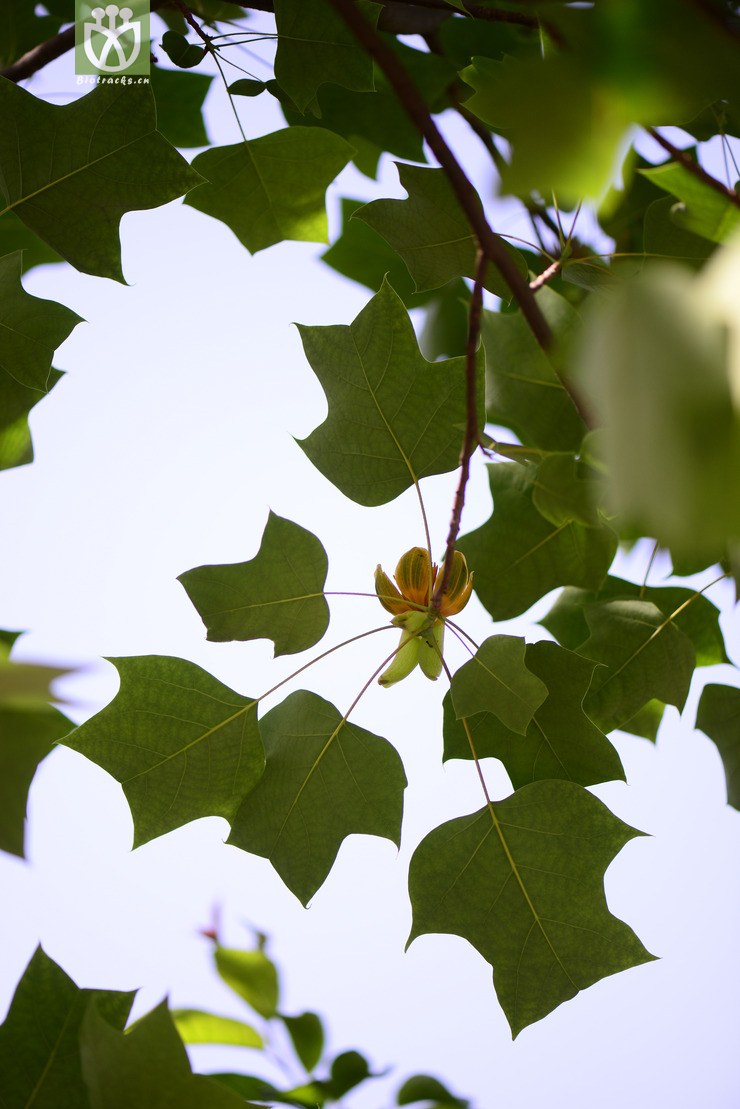 北美鹅掌楸(liriodendron tulipifera(58.