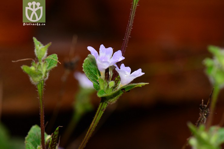 地皮消(pararuellia delavayana) (7).
