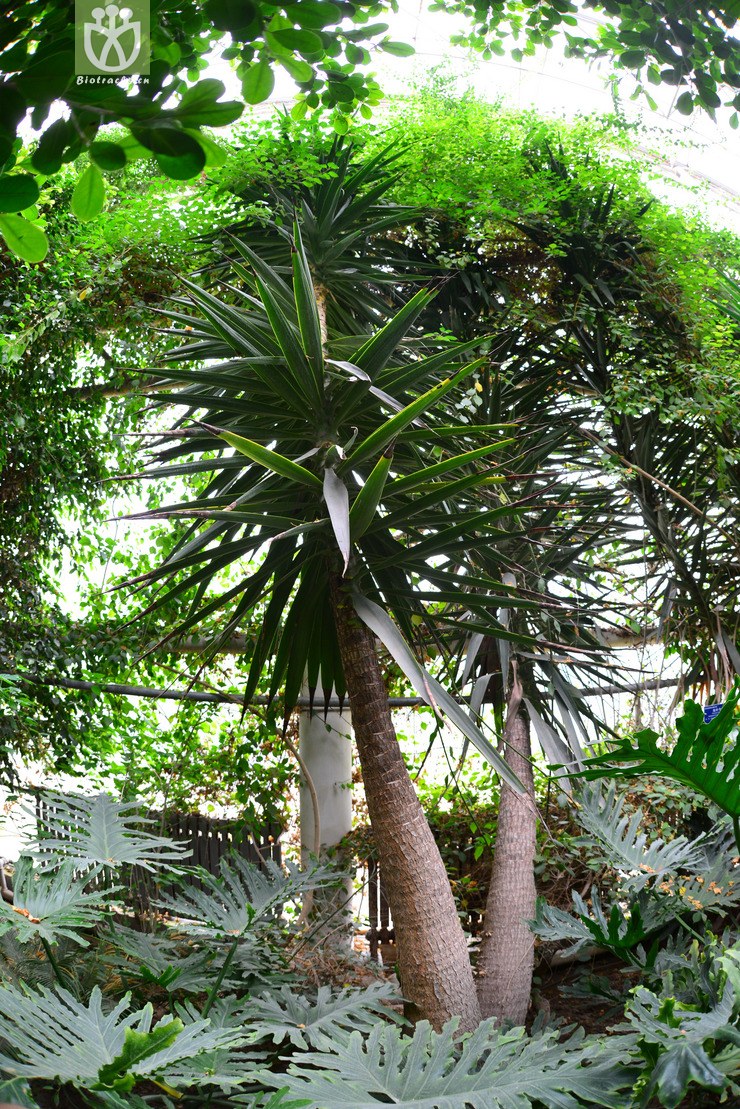 象腿丝兰(yucca gigantea) (0).jpg 相邻时间拍摄的照片      张