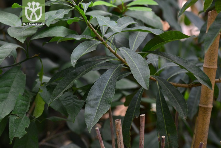 杨梅(myrica rubra) (0).jpg 相邻时间拍摄的照片      张