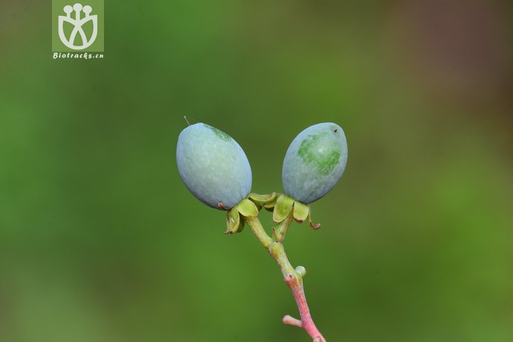 滇润楠(machilus yunnanensis) (12).jpg 相邻时间拍摄的照片      张