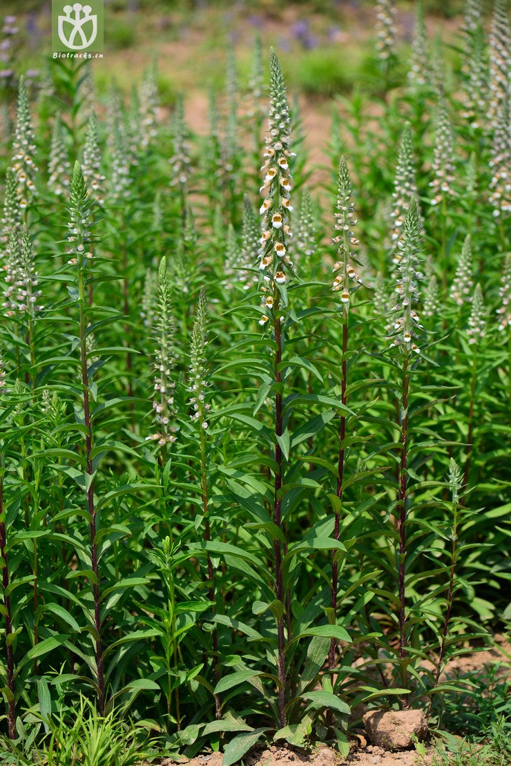 45% 狭叶毛地黄(digitalis lanata) (3).