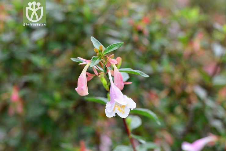 蓪梗花(abelia uniflora) (0).jpg 相邻时间拍摄的照片      张