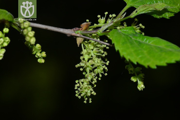 鸡桑(morus australis) (18)jpg 相邻时间拍摄的照片      张