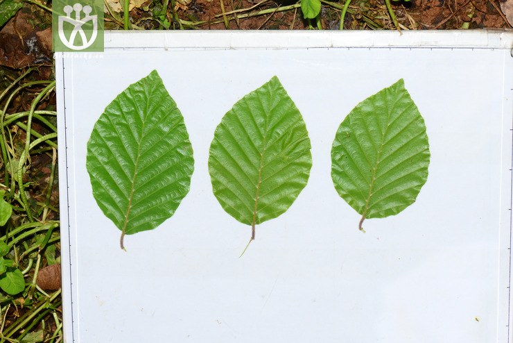 欧洲水青冈(fagus sylvatica) (1).jpg 相邻时间拍摄的照片      张