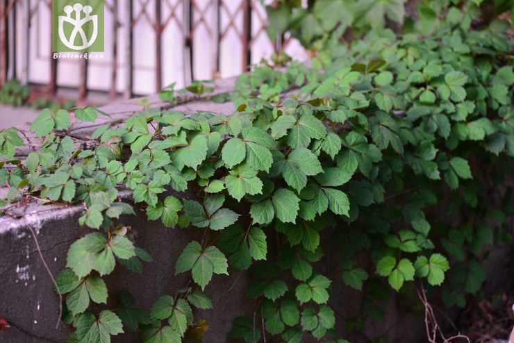 异叶地锦(parthenocissus dalzielii) (1).