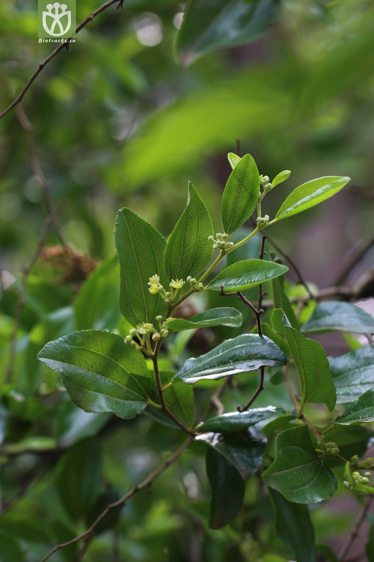 马甲子(paliurus ramosissimus) (2).jpg 相邻时间拍摄的照片      张