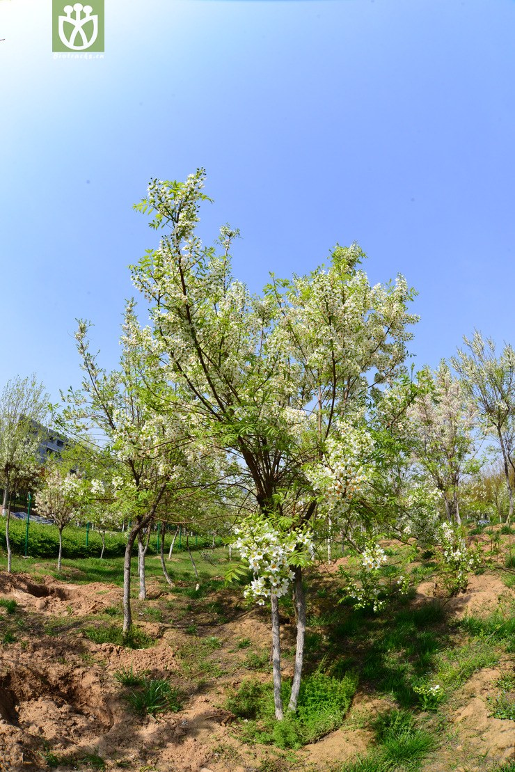 文冠果(xanthoceras sorbifolium) (82).