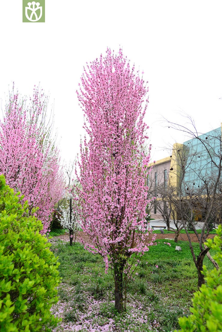 塔型碧桃(prunus persica f. pyramidalis) (1).