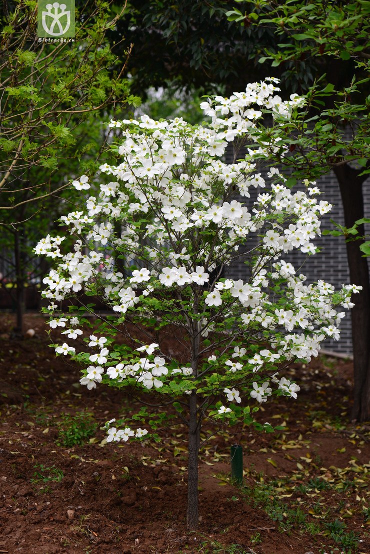 大花四照花(cornus florida) (14).jpg 相鄰時間拍攝的照片 張