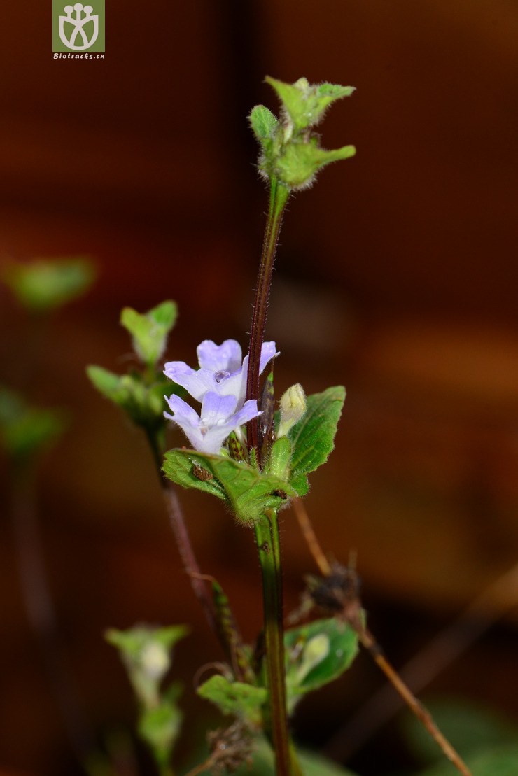 45% 地皮消(pararuellia delavayana) (4).