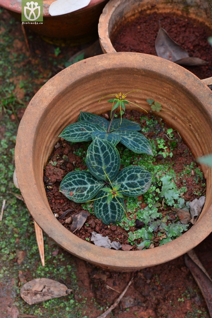 禄劝花叶重楼药用价值图片