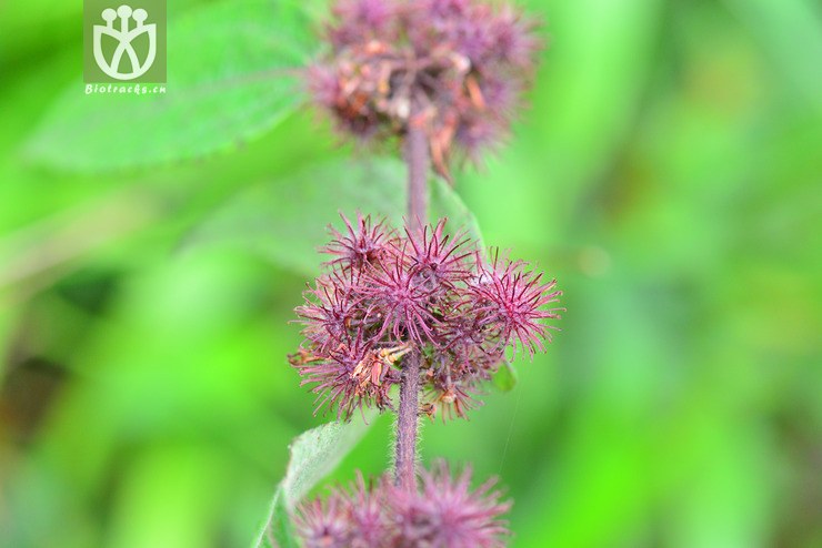 毛刺蒴麻(triumfetta cana) (10).jpg 相邻时间拍摄的照片      张