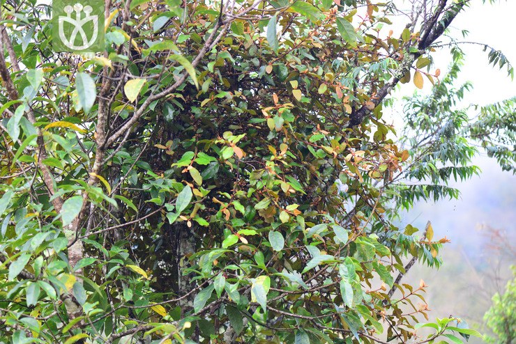 短柄梨果寄生(scurrula chingii var. yunnanensis) (0).