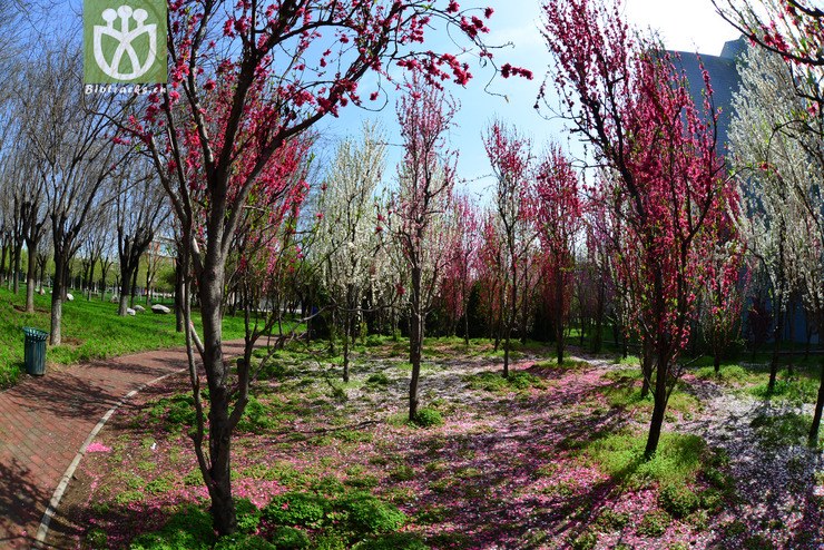 塔型碧桃(prunus persica f. pyramidalis) (1).