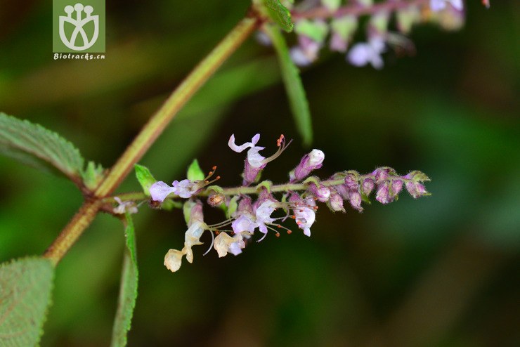 铁轴草(teucrium quadrifarium) (9).jpg 相邻时间拍摄的照片    31张