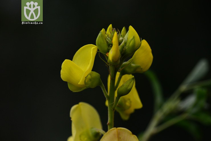 三尖葉豬屎豆(crotalaria micans) (7).