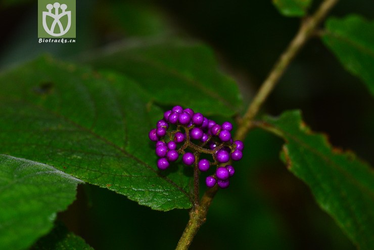 红紫珠(callicarpa rubella) (6).jpg 相邻时间拍摄的照片      张