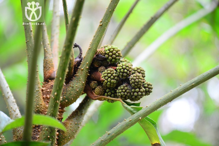 刺通草(trevesia palmata) (5).jpg 相邻时间拍摄的照片      张