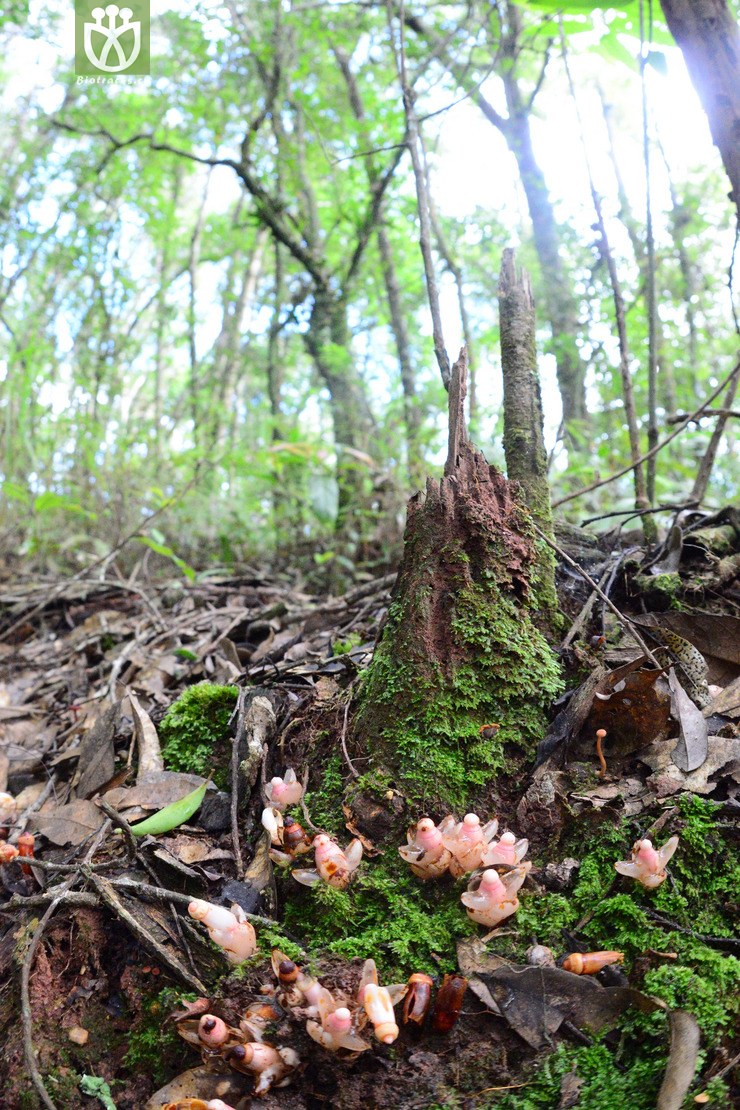 帽蕊草(mitrastemon yamamotoi) (5).jpg 相鄰時間拍攝的照片 張