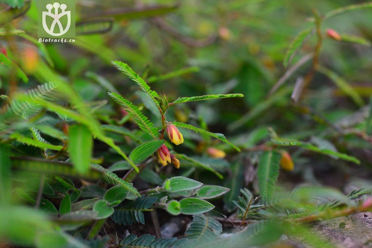 豆茶决明(chamaecrista nomame) (9).jpg 相邻时间拍摄的照片      张