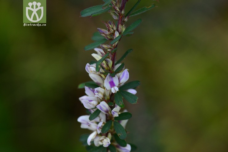 截葉鐵掃帚(lespedeza cuneata) (3).jpg 相鄰時間拍攝的照片 張