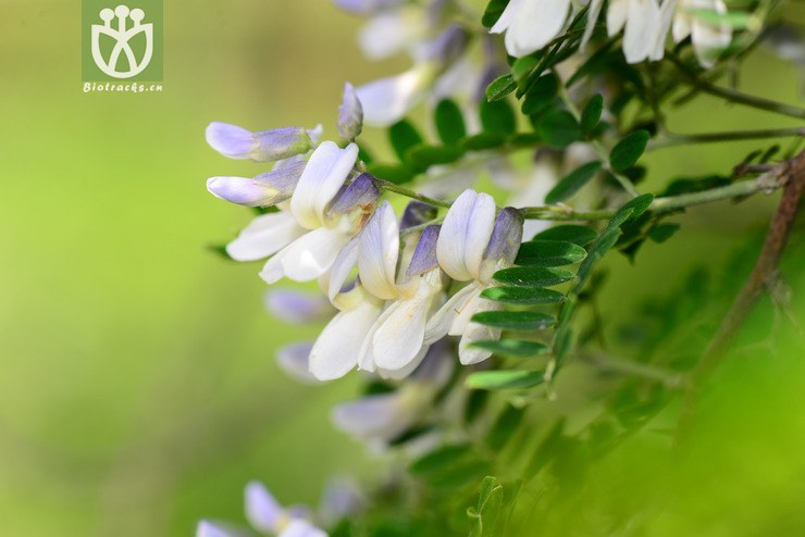 白刺花(sophora davidii) (1).jpg 相鄰時間拍攝的照片 張