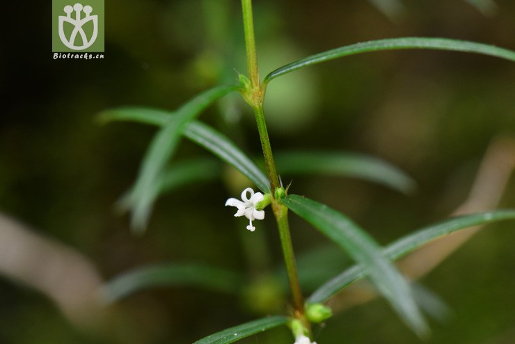 纤花耳草(hedyotis angustifolia) (4).