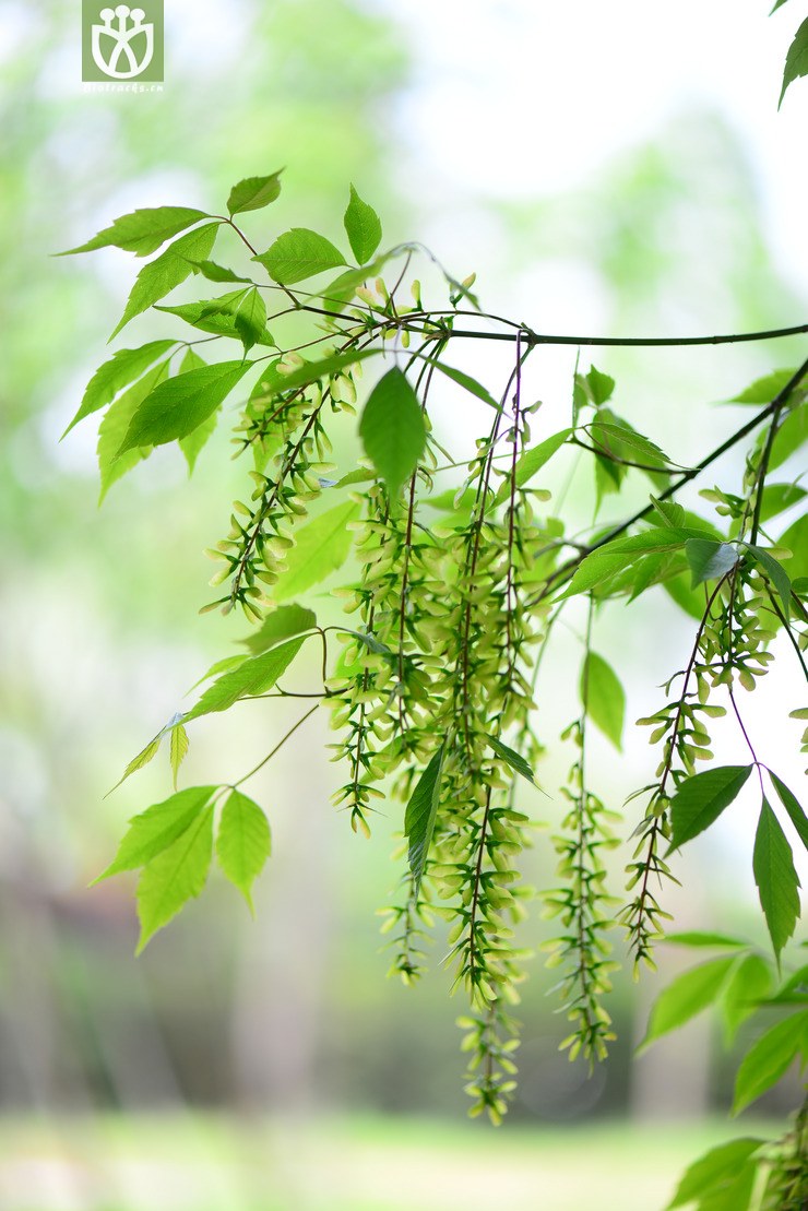 建始槭(acer henryi) (5).jpg 相邻时间拍摄的照片      张