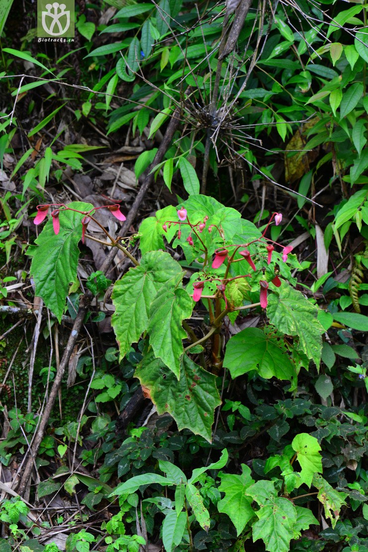 裂叶秋海棠(begonia palmata) (5).jpg 相邻时间拍摄的照片      张