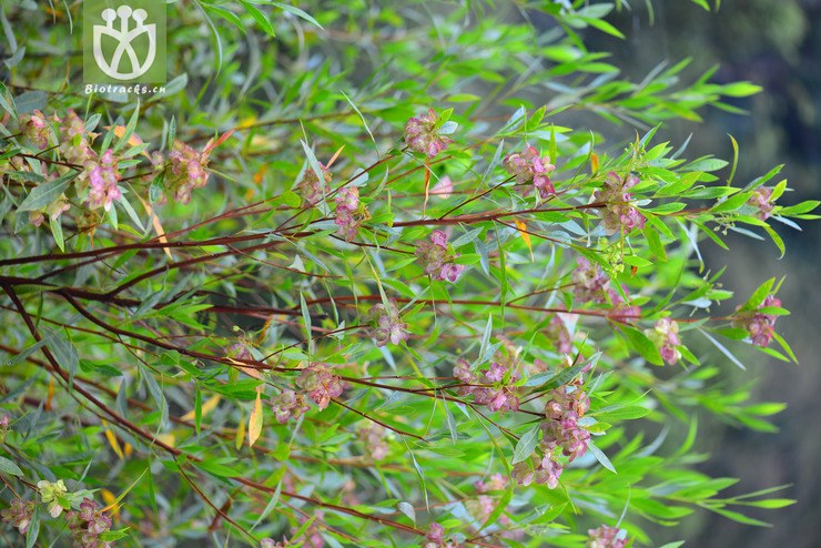 车桑子(dodonaea viscosa) (2).jpg 相邻时间拍摄的照片      张
