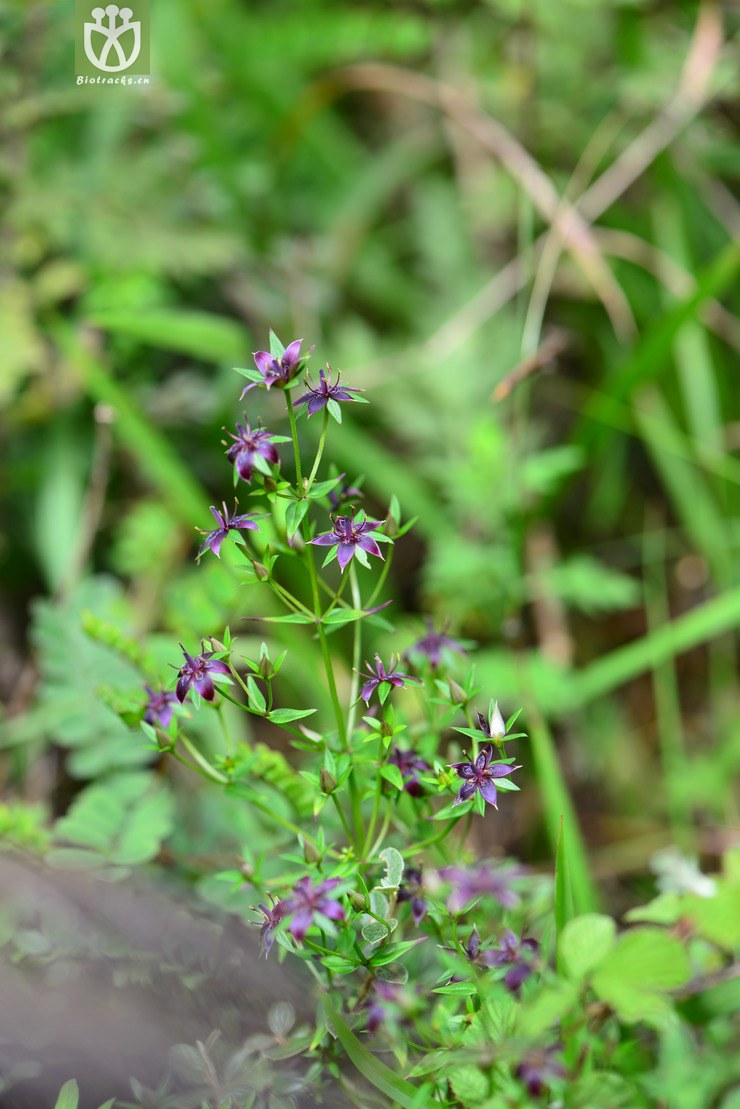 紫红獐牙菜(swertia punicea(26.jpg 相邻时间拍摄的照片 张