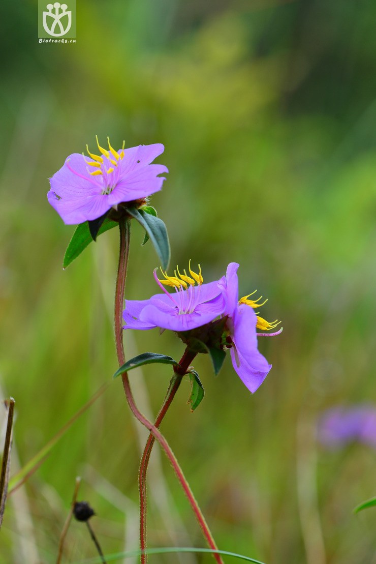 宽叶金锦香(osbeckia chinensis var. angustifolia) (16).