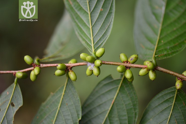 禾串树(bridelia balansae) (3).jpg 相邻时间拍摄的照片      张