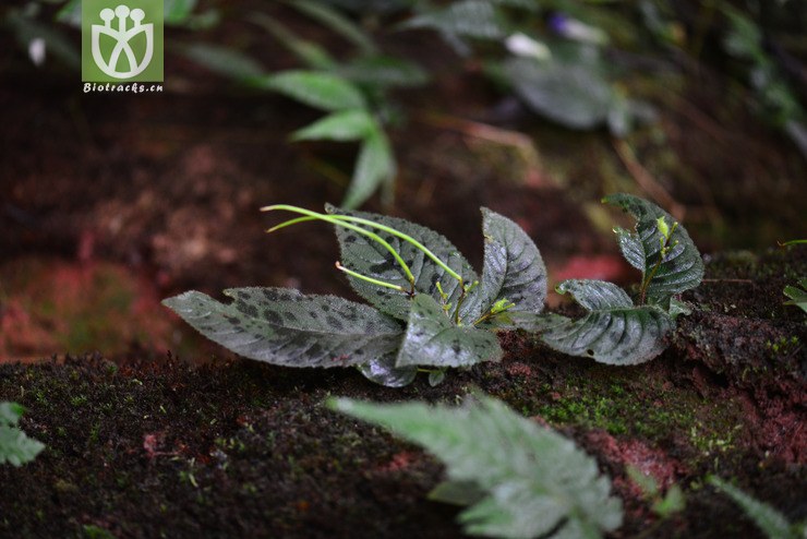 斑叶唇柱苣苔(chirita pumila) (5).jpg 相邻时间拍摄的照片      张