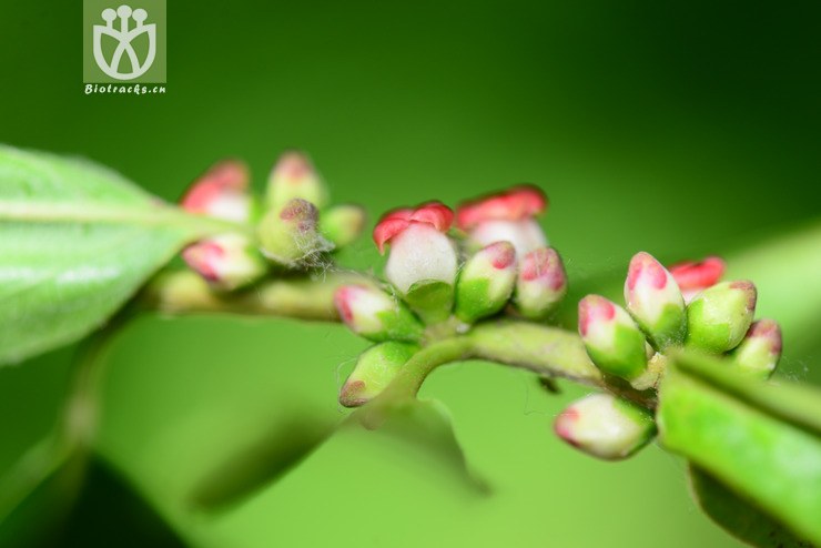 君迁子(diospyros lotus) (18).jpg 相邻时间拍摄的照片    31张