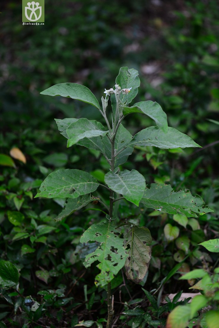 图片信息-kingdonia-植物云数据