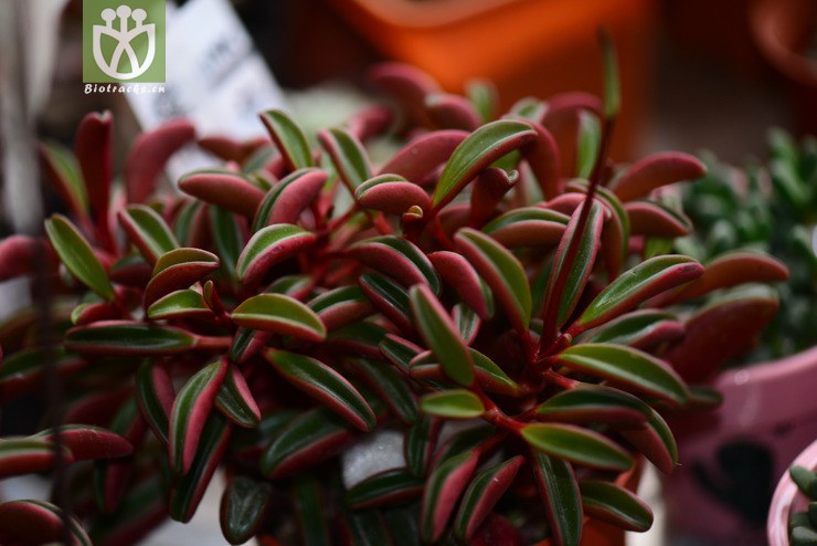 红背椒草(peperomia graveolens) (2).