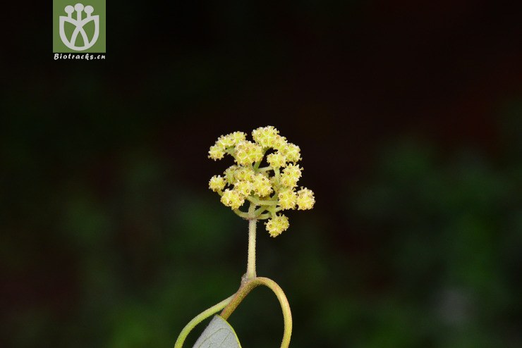 桐叶千金藤(stephania hernandifolia) (8).jpg