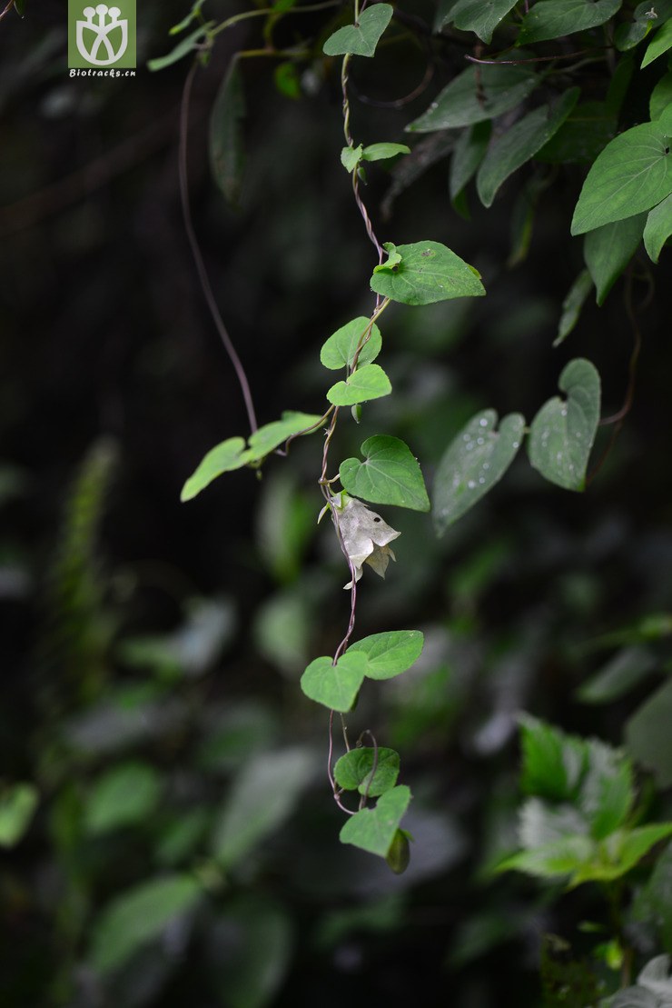 金钱豹(campanumoea javanica subsp. japonica) (5).