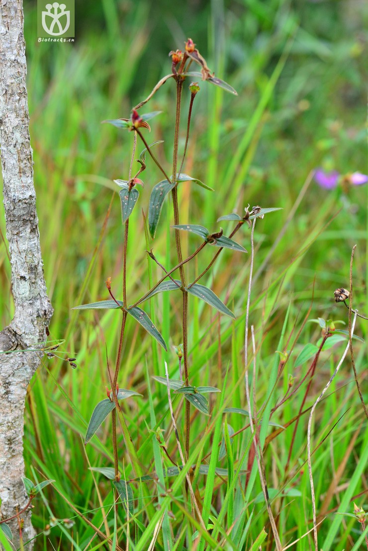 宽叶金锦香(osbeckia chinensis var. angustifolia) (15).