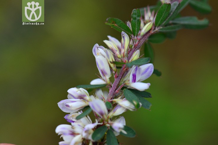 截叶铁扫帚(lespedeza cuneata) (5).jpg 相邻时间拍摄的照片      张