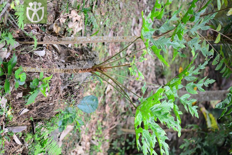 刺通草(trevesia palmata) (1).jpg 相邻时间拍摄的照片      张