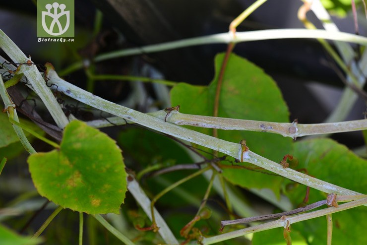 白粉藤(cissus repens) (12).jpg 相邻时间拍摄的照片    31张
