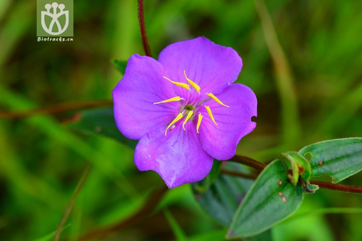 宽叶金锦香(osbeckia chinensis var. angustifolia) (19).