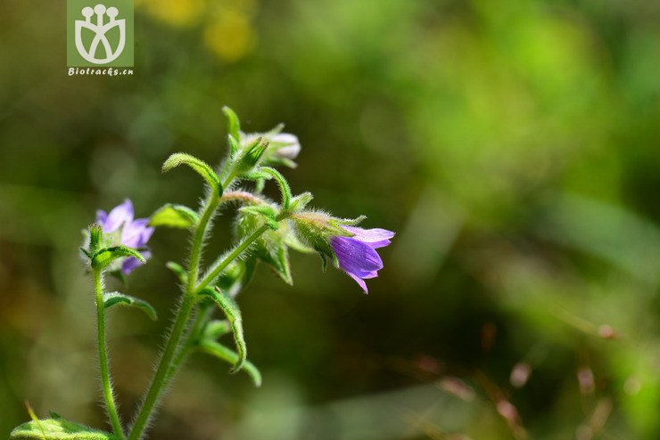 西南风铃草(campanula colorata) (7).